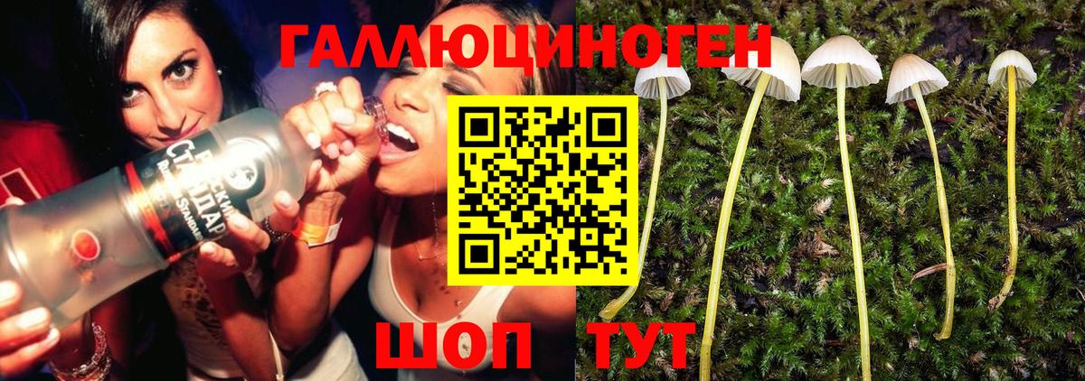 Галлюциногенные грибы Psilocybe Карасук